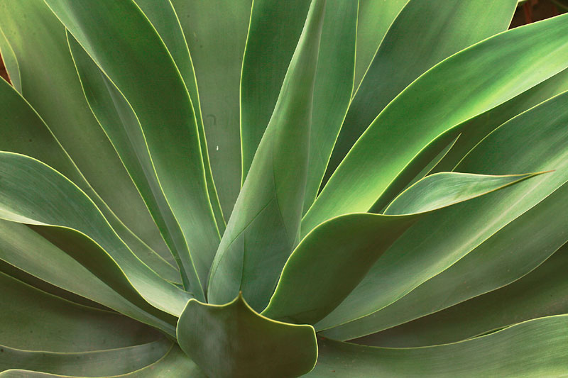 Agave attenuata